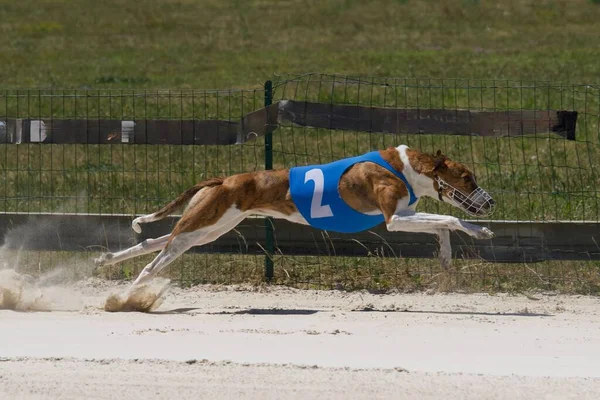 Perro Galgo Húngaro Compitiendo Una Competición Chatillon Palud Francia — Foto de Stock