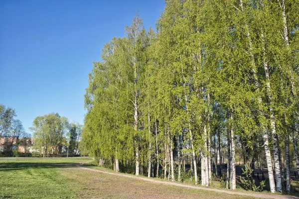 Ağaçların Dallarındaki Yeşil Yapraklar Mavi Gökyüzüne Karşı — Stok fotoğraf