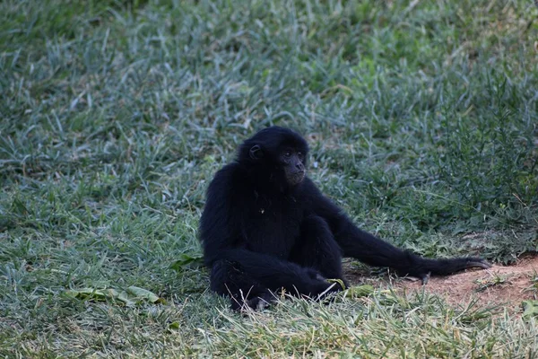 Svart Fluffig Siamang Med Långa Händer Skog Dagsljus — Stockfoto