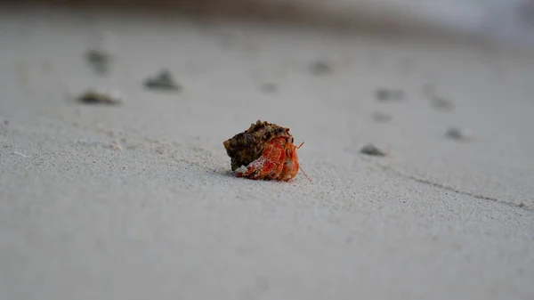 Closeup Hermit Crab Isolated White Sand — Stock Photo, Image