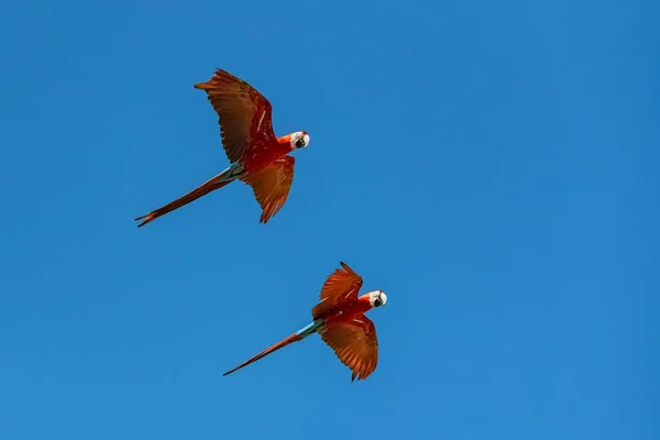 Алый Ара Ара Макао Красивый Попугай Летящий Голубом Небе — стоковое фото