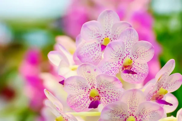 Pembe Orkide Çiçeklerinin Yakın Çekimi — Stok fotoğraf