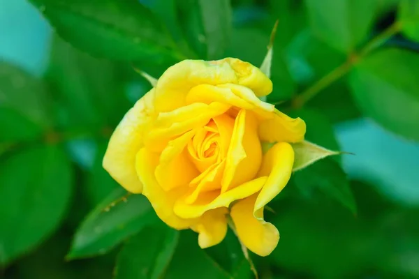 Eine Nahaufnahme Einer Gelben Rose Einem Garten Während Des Tages — Stockfoto