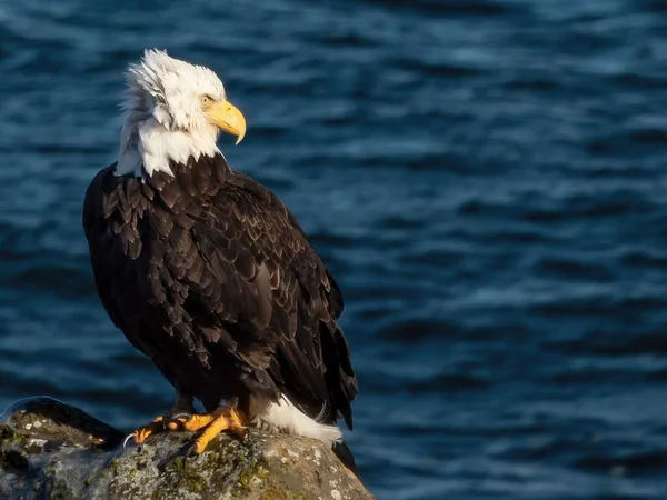 Una Maestosa Aquila Calva Seduta Sulla Roccia Vicino Mare Blu — Foto Stock