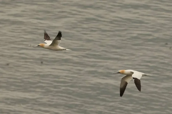 Une Prise Vue Sélective Gannets Survolant Mer Flamborough Head Royaume — Photo