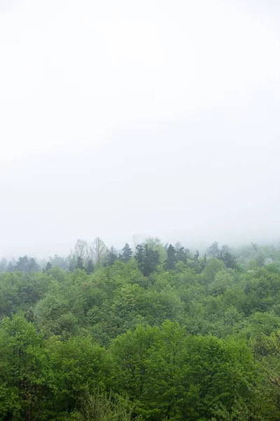 Vertikální Záběr Zelených Stromů Mlhavého Počasí — Stock fotografie