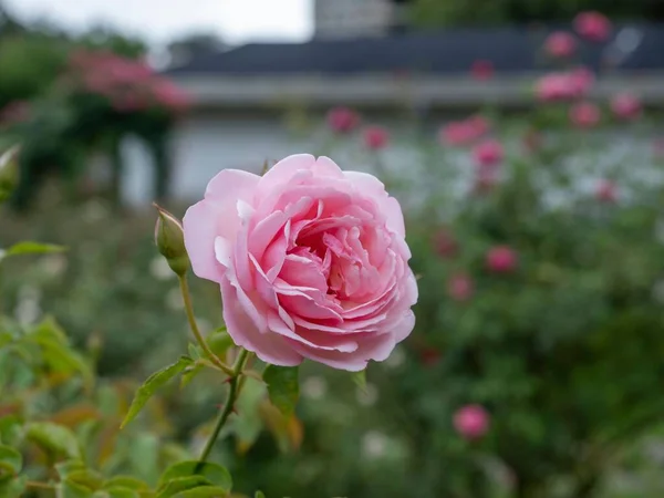 Крупный План Розовой Розы Саду Течение Дня — стоковое фото
