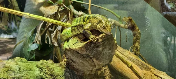 Panoramatický Pohled Zeleného Leguána Kráčejícího Stromě — Stock fotografie