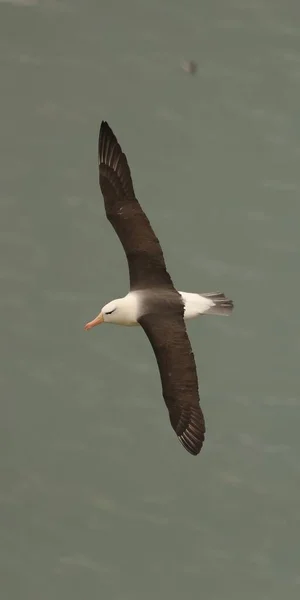 Een Selectieve Focusopname Van Een Albatros Die Zee Vliegt Flamborough — Stockfoto