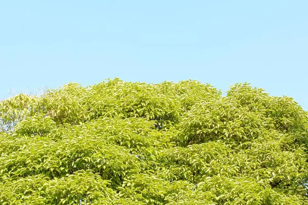 Uma Árvore Verde Fundo Céu Azul — Fotografia de Stock