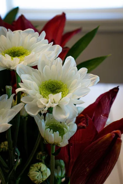 Vertical Shot Blooming White Chrysanthemums Flowers — Stock Photo, Image