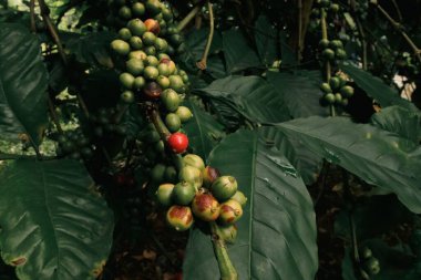 Taze kahve dutları ya da organik çevre dostu kahve tarlasında meyve.
