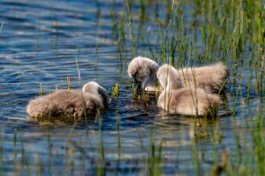 Suda yüzen üç güzel kuğunun yakın çekimi.