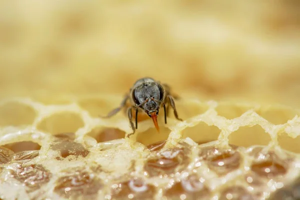 Primer Plano Nido Abejas Enanas Apis Floreas —  Fotos de Stock