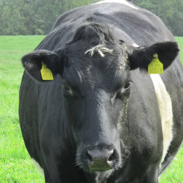 Co. Meath cow looking angry in Ireland