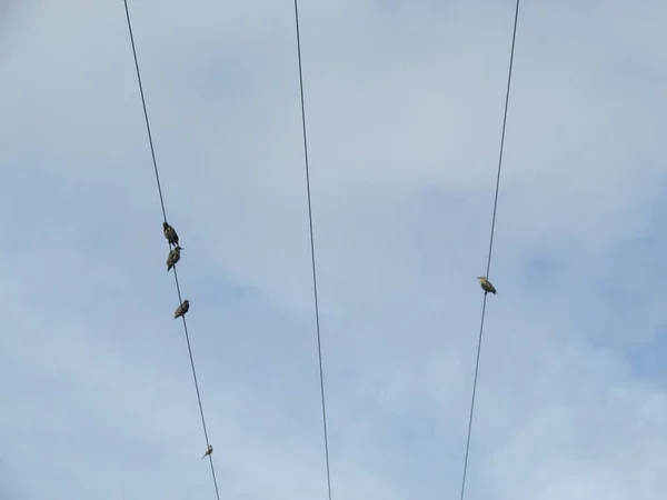 Група Птахів Сидять Лініях Електропередач Видно Дзвону — стокове фото