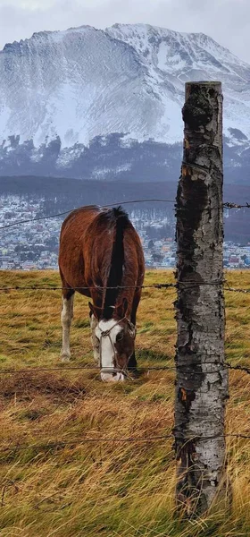 Vertikal Bild Brun Häst Betande Gräs — Stockfoto