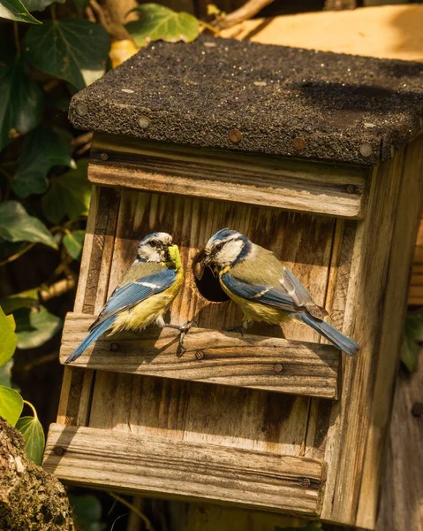 Vertical Shot Two Eurasian Blue Tits Perched Wooden Birdhouse — Fotografia de Stock