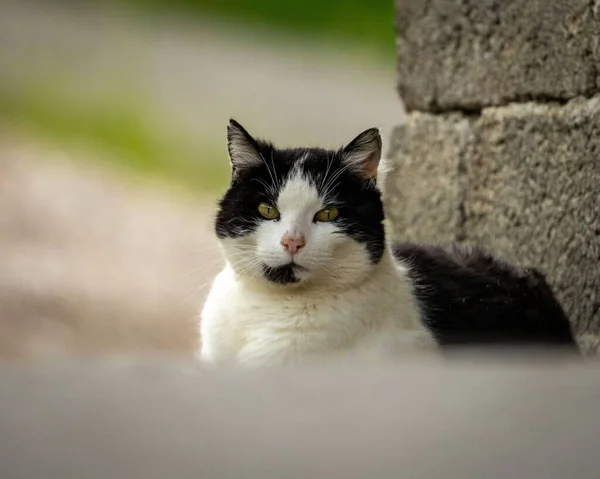 Närbild Svart Och Vit Katt Med Gröna Ögon Tittar Kameran — Stockfoto