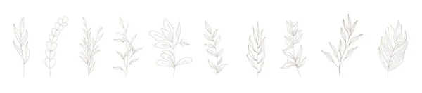Abstraktní Ilustrace Krásného Hnědého Obrysu Listí Bílém Pozadí — Stockový vektor