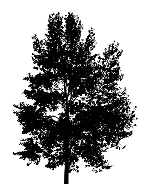 Vektor Illustration Furu Träd Silhuetter — Stock vektor