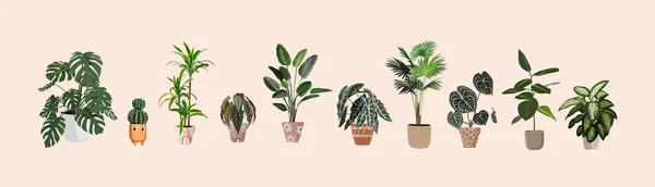 Conjunto Diferentes Plantas Las Macetas Sobre Fondo Rosa — Vector de stock