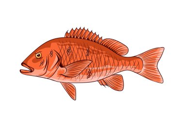 Beyaz arka planda izole edilmiş kırmızı bir balığın çizimi.