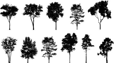 Çam ağacı siluetlerinin vektör çizimi