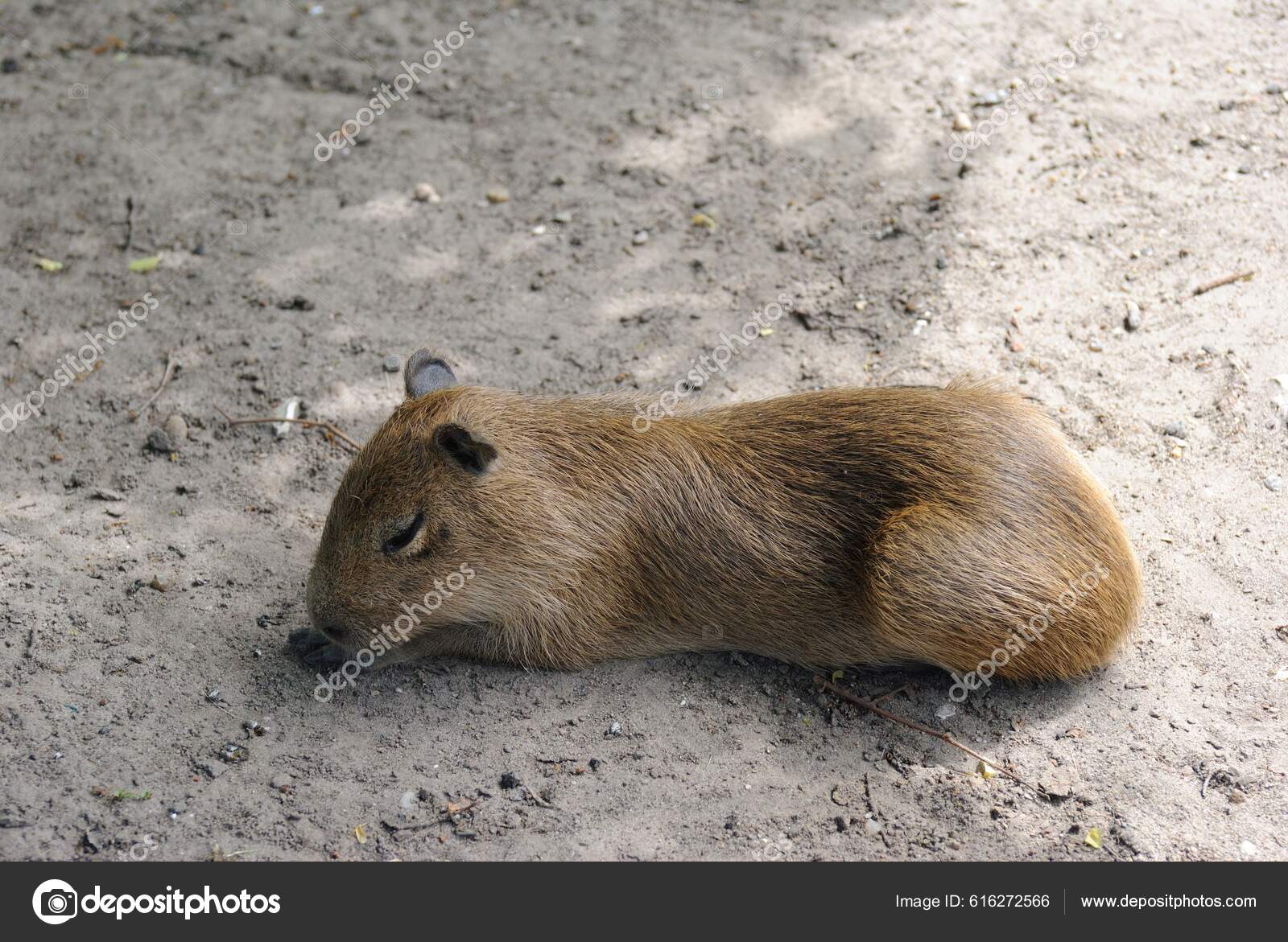 Capivara fofa em 2023  Capivara, Imagens de capivara, Fotos de capivara