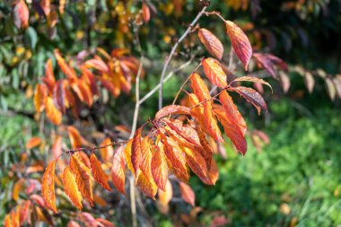 Sonbahar zamanı bir ağaçtan sarkan kırmızı ve turuncu yaprakların yakın çekimi