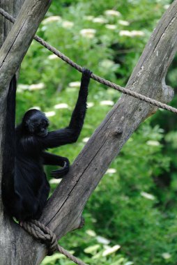 Hayvanat bahçesinde tek başına oynayan siyah bir Siamang, dikey bir ağaca tırmanır.