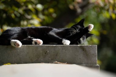 Siyah beyaz bir kedi taşın üstünde güneşli havanın tadını çıkarıyor ve kendini temizliyor.