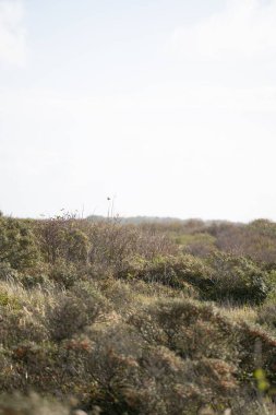 Arka planda bulutlu bir gökyüzü ve çalılar olan bir çimen alanının dikey görüntüsü..