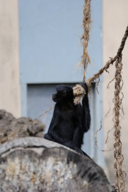 Siyah bir Siamang hayvanat bahçesinde tek başına oynuyor.