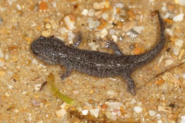 Soyu tükenmekte olan Hynobius tokyoensis semenderi ıslak zeminde.