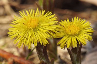 Ormandaki iki çiçek açan Coltsfoot (Tussilago farfara)
