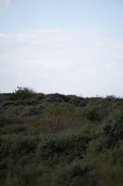 Arka planda bulutlu bir gökyüzü olan bir çimen alanının dikey görüntüsü.