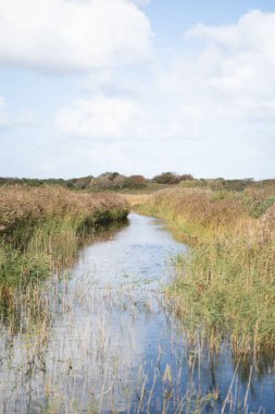 Arka planda bulutlu bir gökyüzü ve ağaçlı bir çayırdaki bataklığın dikey görüntüsü..