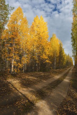 Tüm ihtişamıyla Karelia 'da altın sonbahar. Sarı yapraklar yolda dökülüyor..
