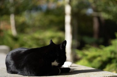Siyah tüylü kedi sırtını kameraya dayamış bulanık bir arka planda bir taşın üzerinde yatıyor.