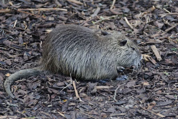 Špinavá Capybara Ležící Lese Zblízka — Stock fotografie