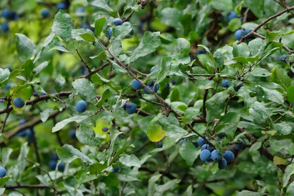 Gros Plan Épine Noire Prunus Spinosa Prunelle — Photo