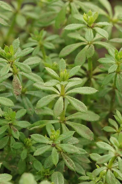 Krzew Galium Aparine Chaber Pionowy — Zdjęcie stockowe