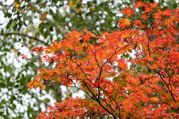 Bordo Japonês Floresta Outono — Fotografia de Stock