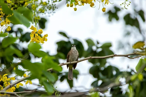 Bulbul Évent Jaune Perché Sur Une Branche Parmi Les Feuilles — Photo