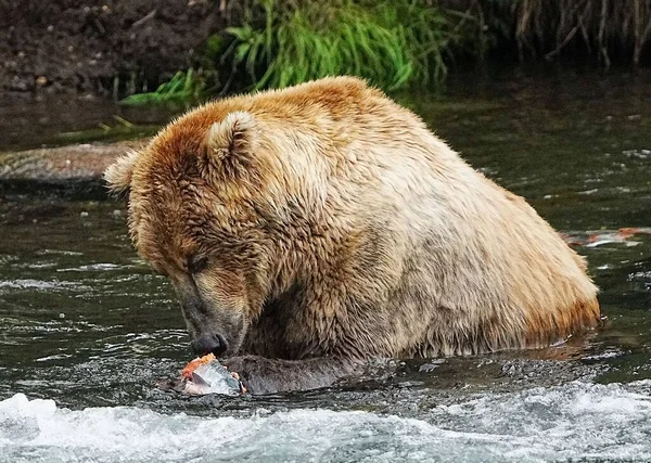 Duży Brązowy Niedźwiedź Grizzly Próbuje Złapać Ofiarę Wodospadzie — Zdjęcie stockowe