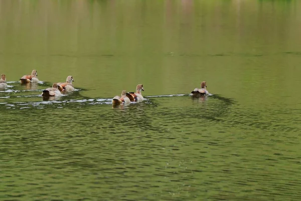 一群野鸭在湖中游泳 — 图库照片