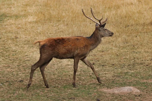 Deer Walking Grassy Field — Stock Photo, Image