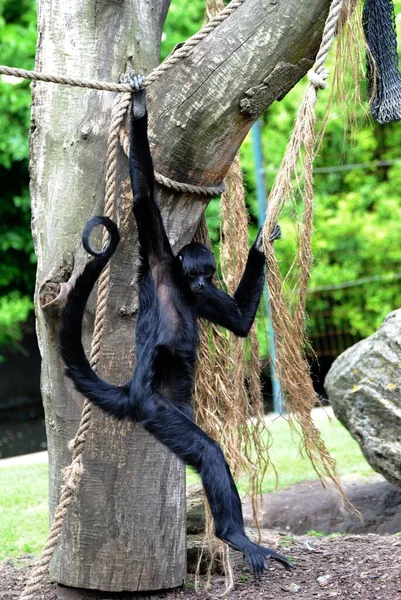 Svart Siamang Leker Ensam Zoo Klättrar Upp Ett Träd Vertikal — Stockfoto