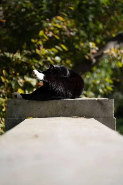 A vertical shot of the black cat washing itself and laying comfortably on a stone